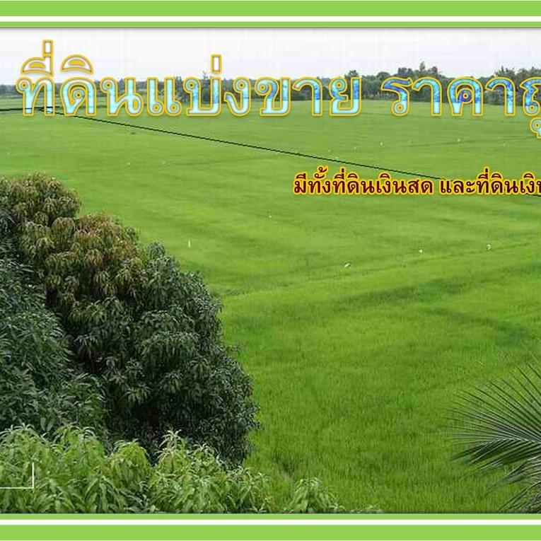 ที่ดินแบ่งขาย ราคาถูก มีทั้งสดและผ่อน