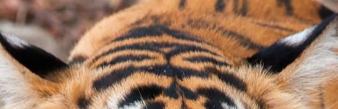 วสุพล บุญเอี่ยม